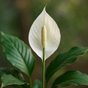 Peace Lily